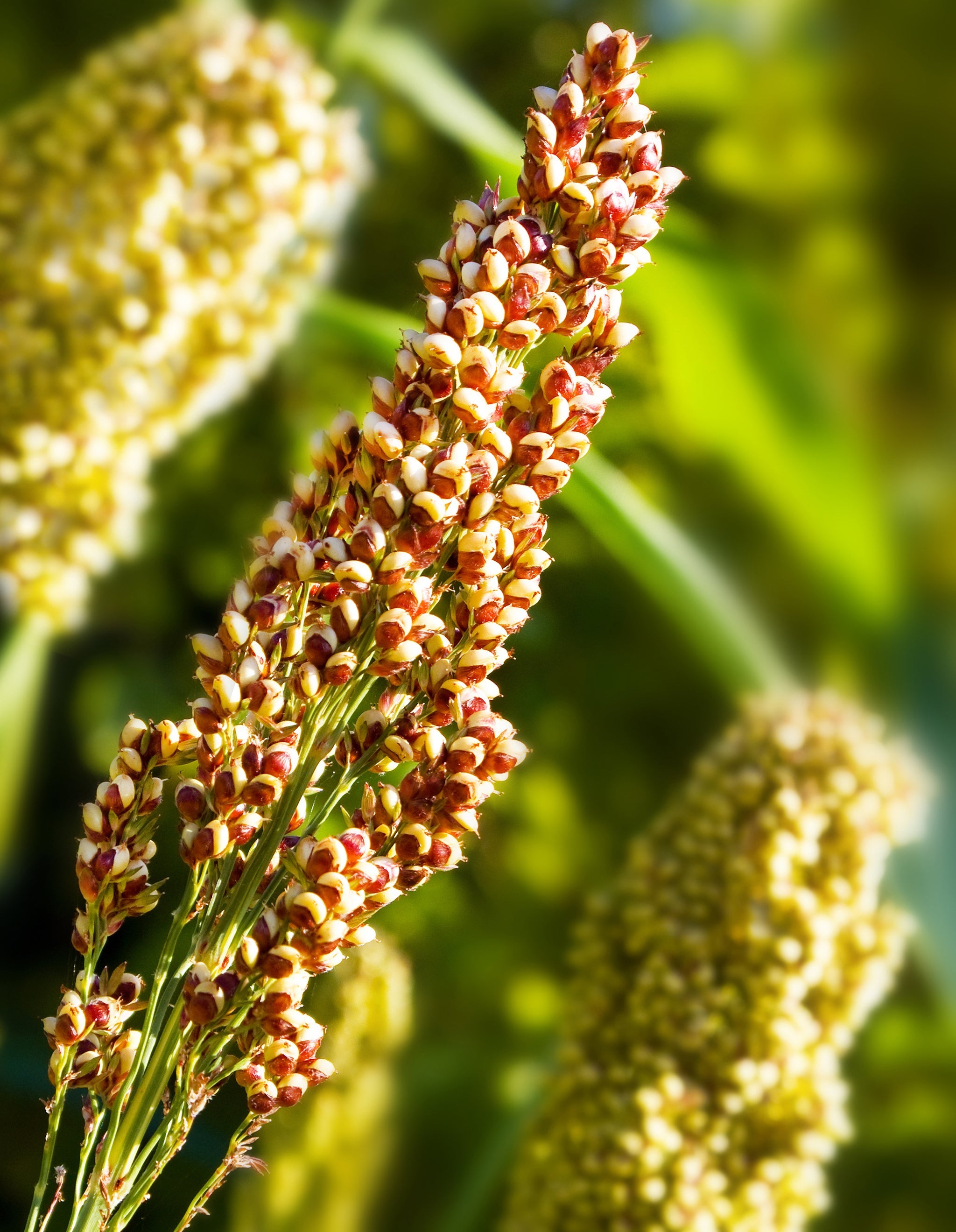 Nahaufnahme einer Quinoa-Pflanze mit rot-gelben Samenständen im Sonnenlicht.