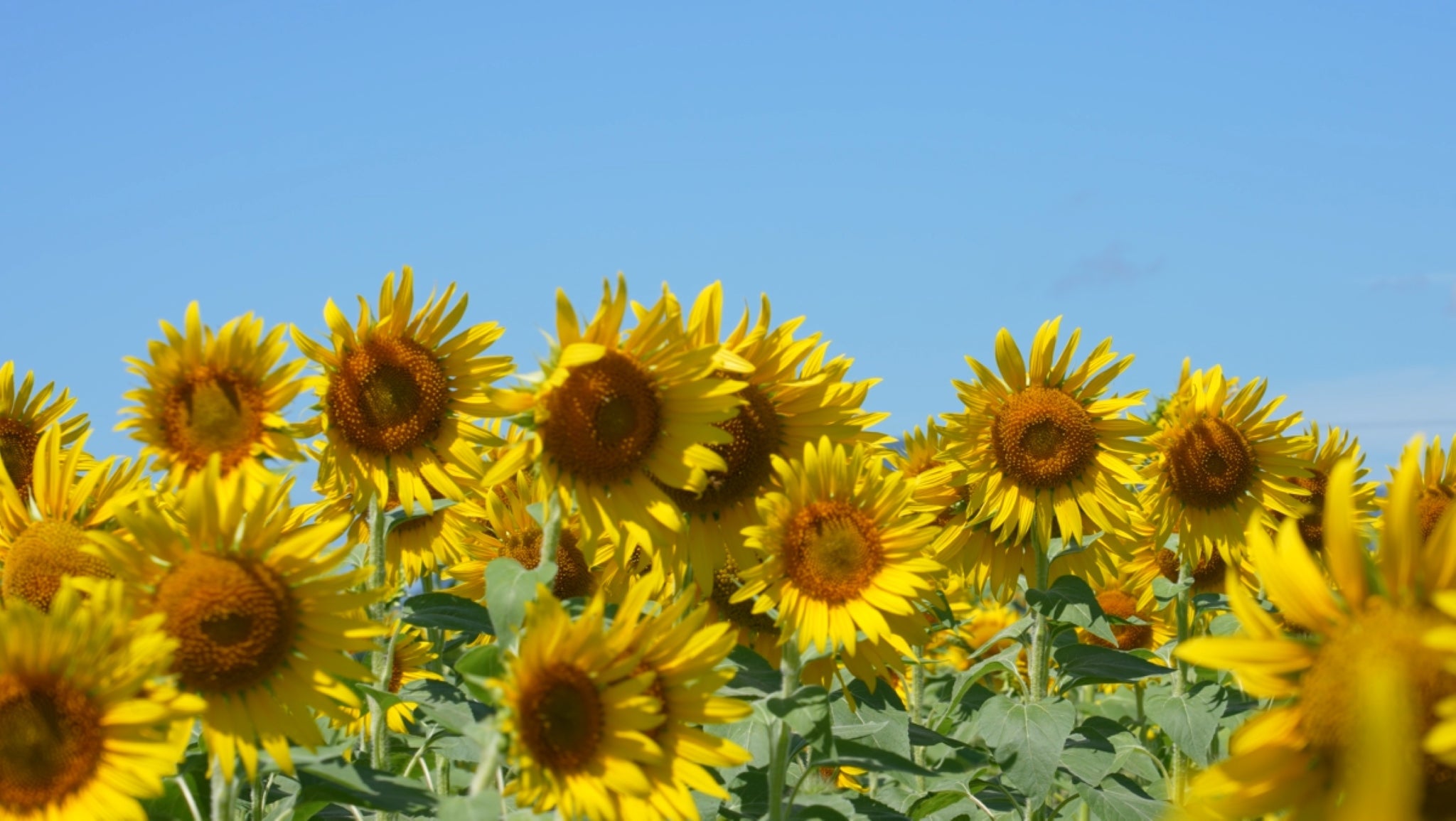 Blühendes Sonnenblumenfeld unter blauem Himmel.