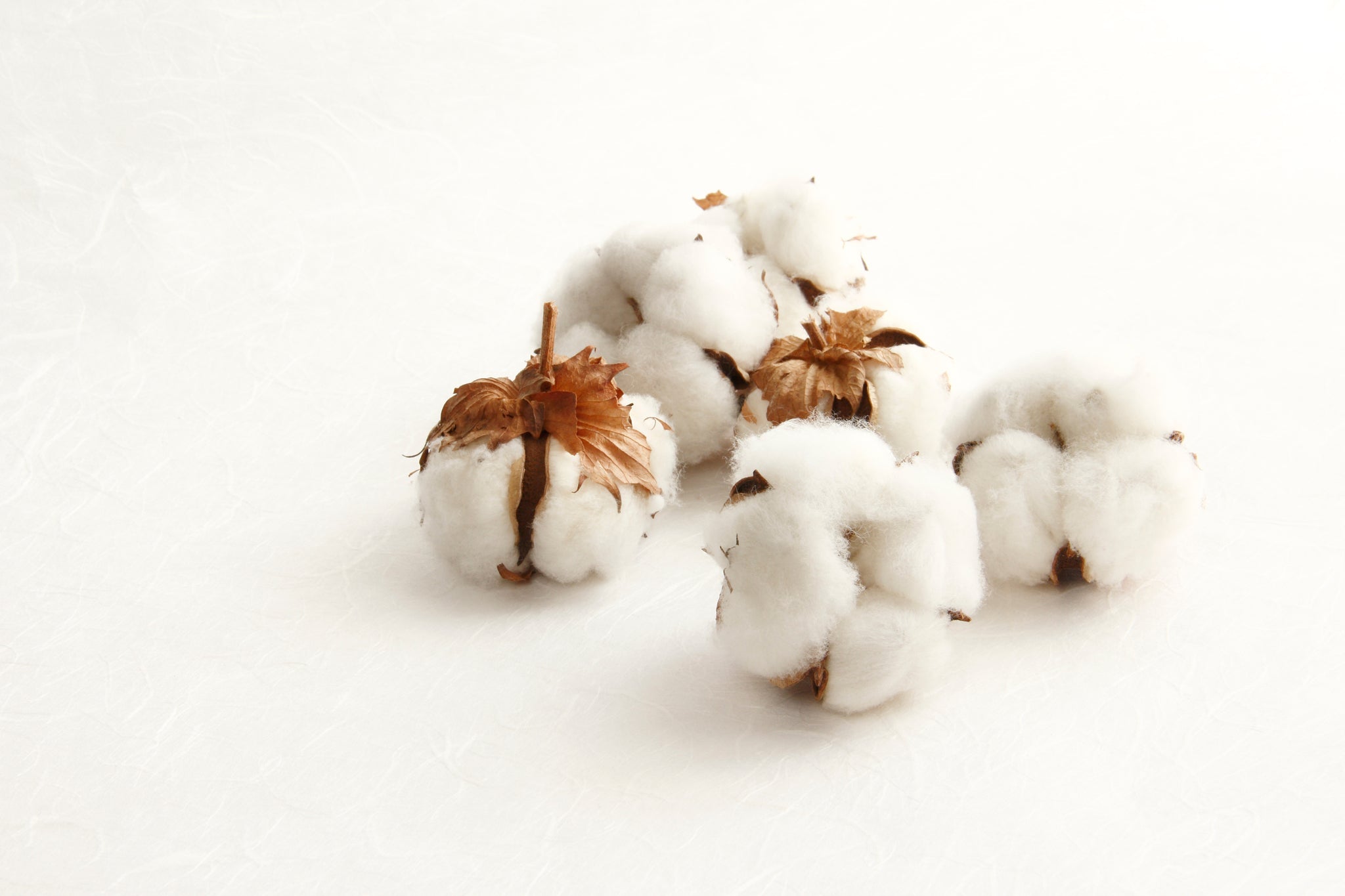 Baumwollkapseln auf weißem Untergrund