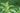 stevia header