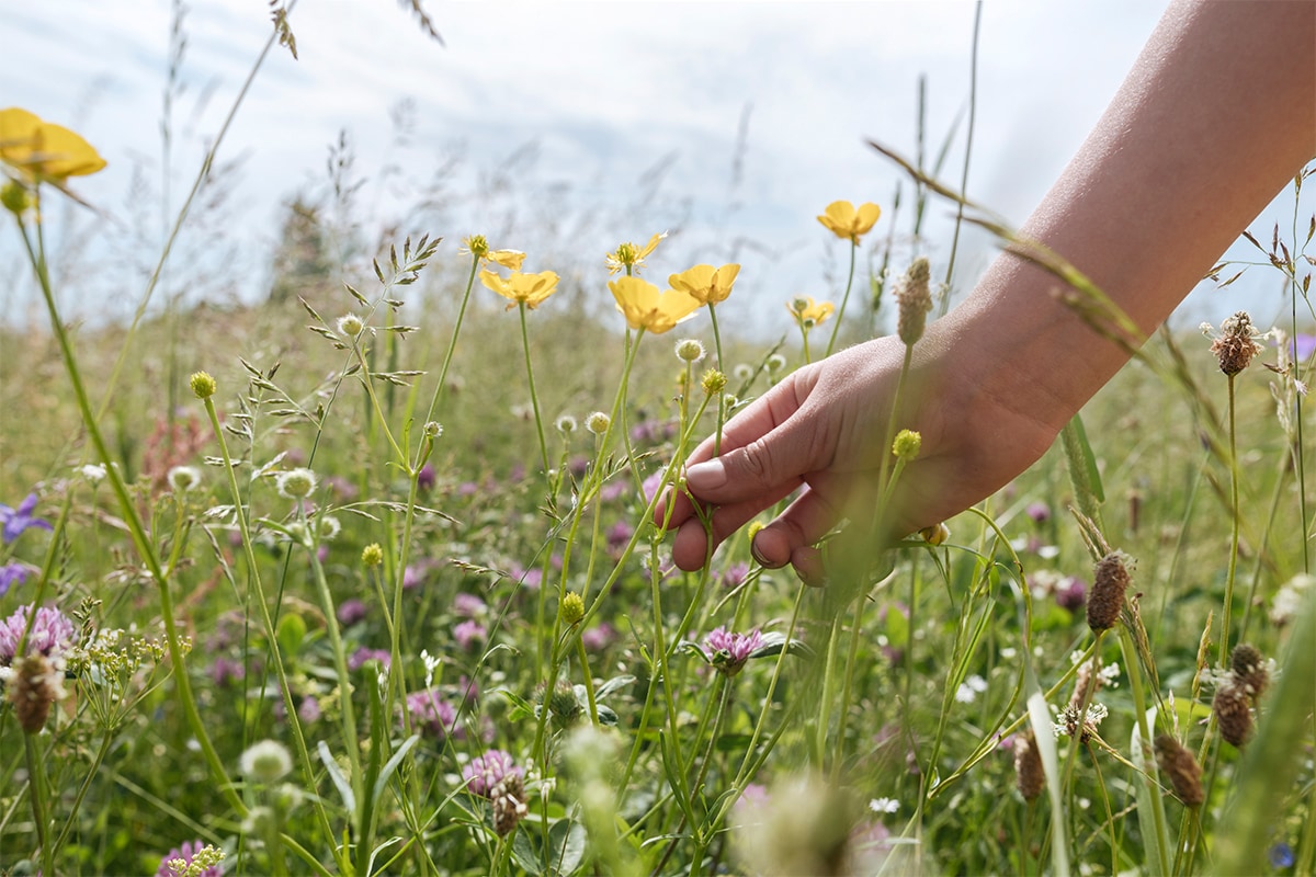 Frauenhand pflückt eine Blume aus einem Feld