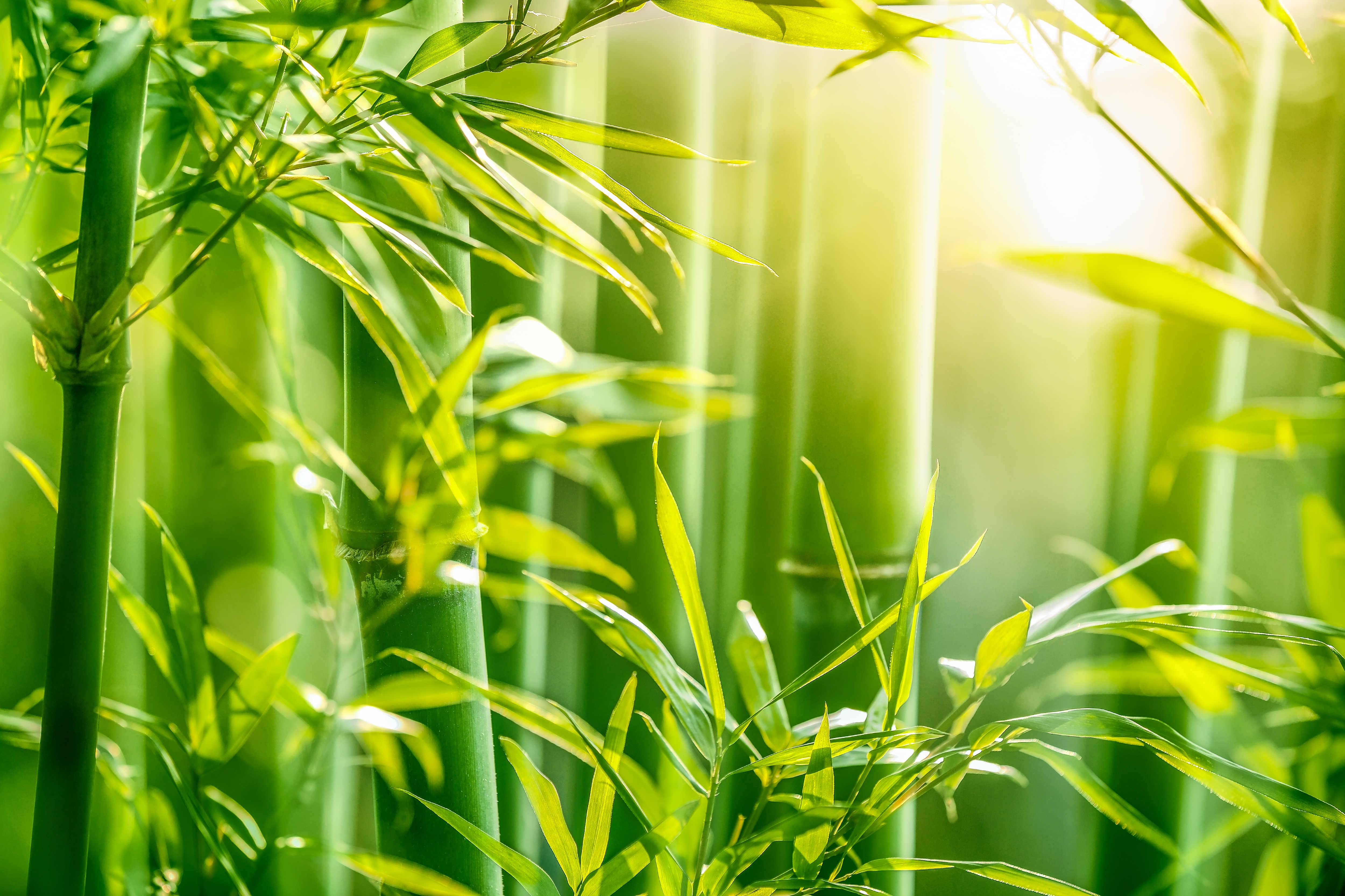 Bio-Bambus - Planzenwunder mit langer Tradition Zarte grün leuchtende Bambusstiele mit durchscheinendem Sonnenlicht