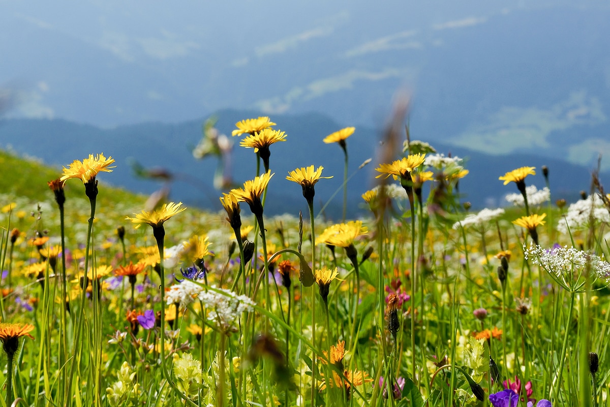 Aufnahme einer Blumenwiese, im Hintergrund sind Alpen zu sehen