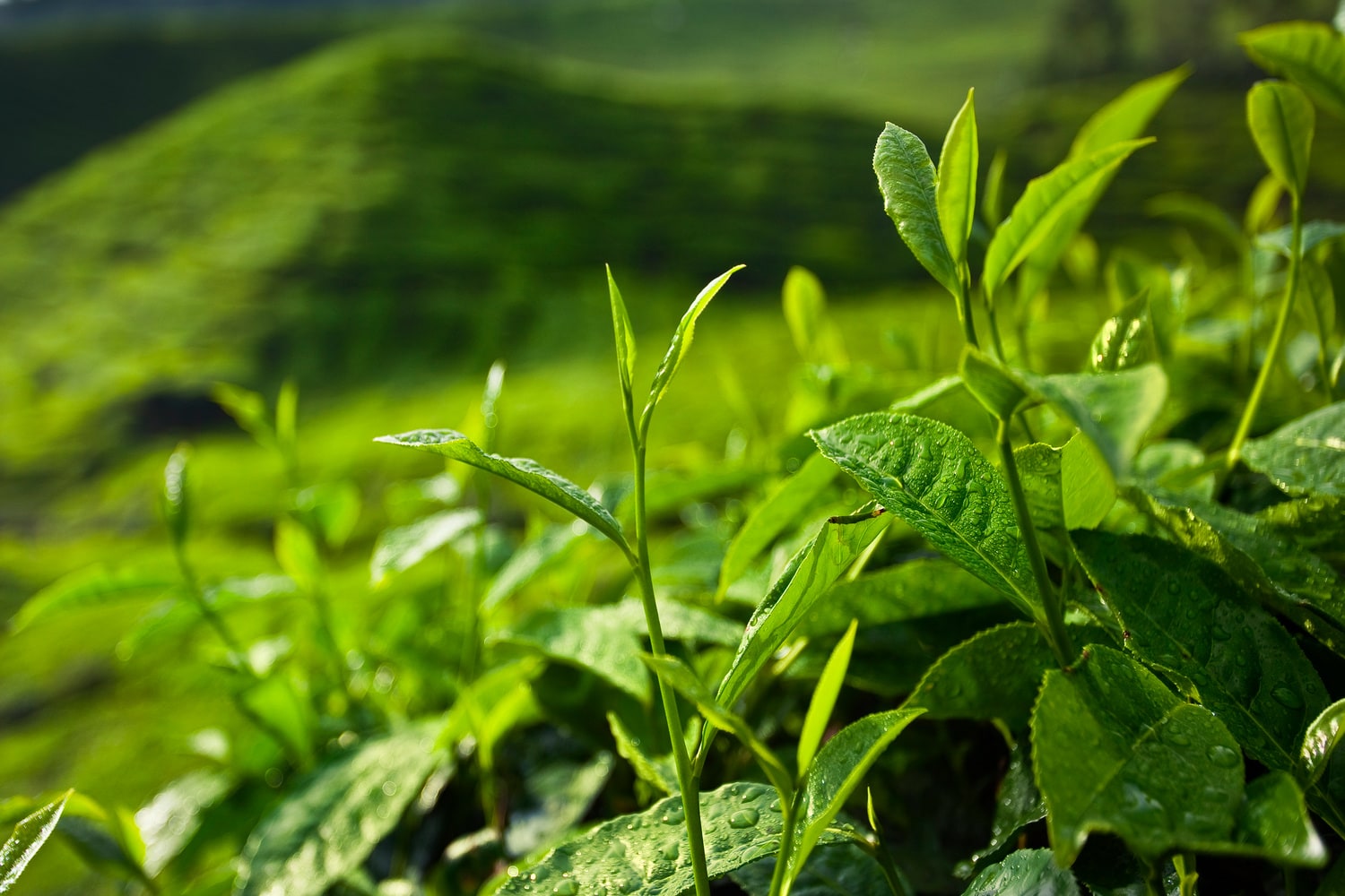 Die belebende Wirkung von grünem Tee Naturaufnahme von Teeplantage mit leuchtend gruenen Zweigen im Vordergrund in Nahaufnahme